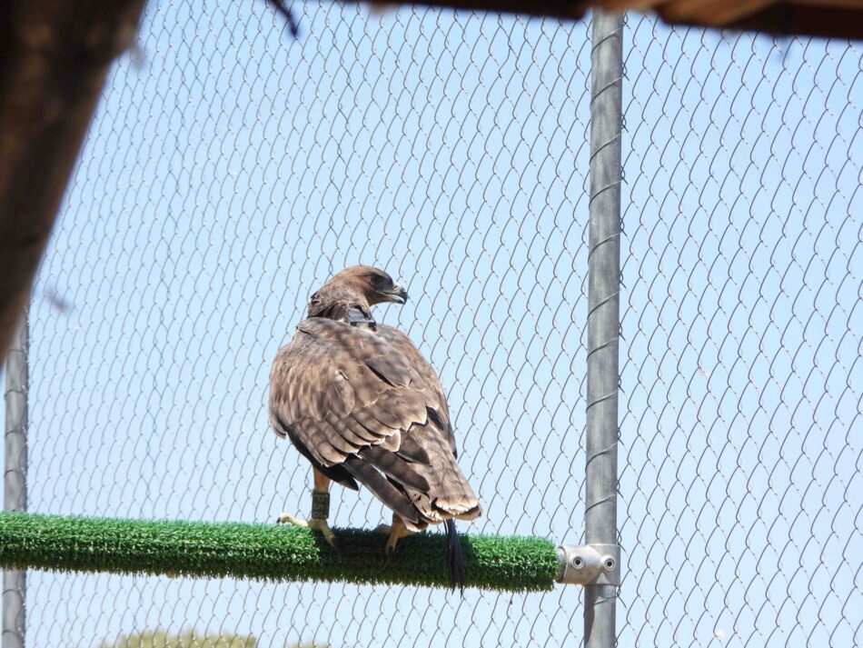 GREFA liberó siete águilas de Bonelli en la Comunidad de Madrid en 2025 con el apoyo de Redeia