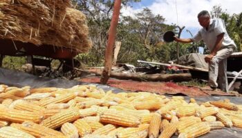 Nicaragua en ruta hacia autosuficiencia alimentaria