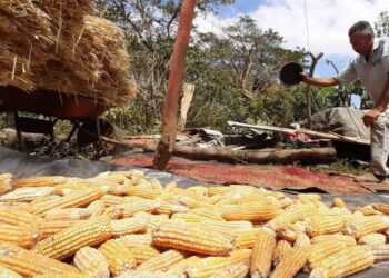 Nicaragua en ruta hacia autosuficiencia alimentaria
