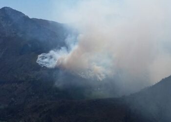 Coordinadora Ecoloxista d’Asturies: «No podemos plantar coníferas peligrosas en los montes asturianos»