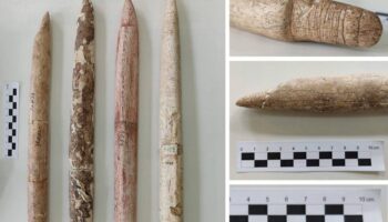 La caza de ballenas comenzó en Sudamérica hace 5000 años, un milenio antes de lo que se creía