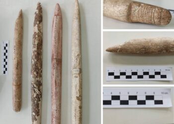 La caza de ballenas comenzó en Sudamérica hace 5000 años, un milenio antes de lo que se creía