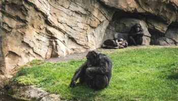 Las relaciones homosexuales entre primates se asocian a factores sociales y ecológicos