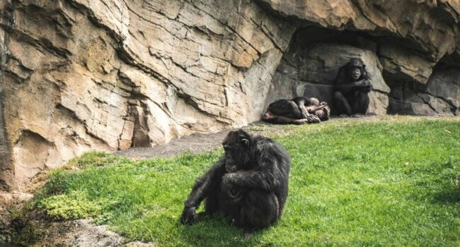 Las relaciones homosexuales entre primates se asocian a factores sociales y ecológicos