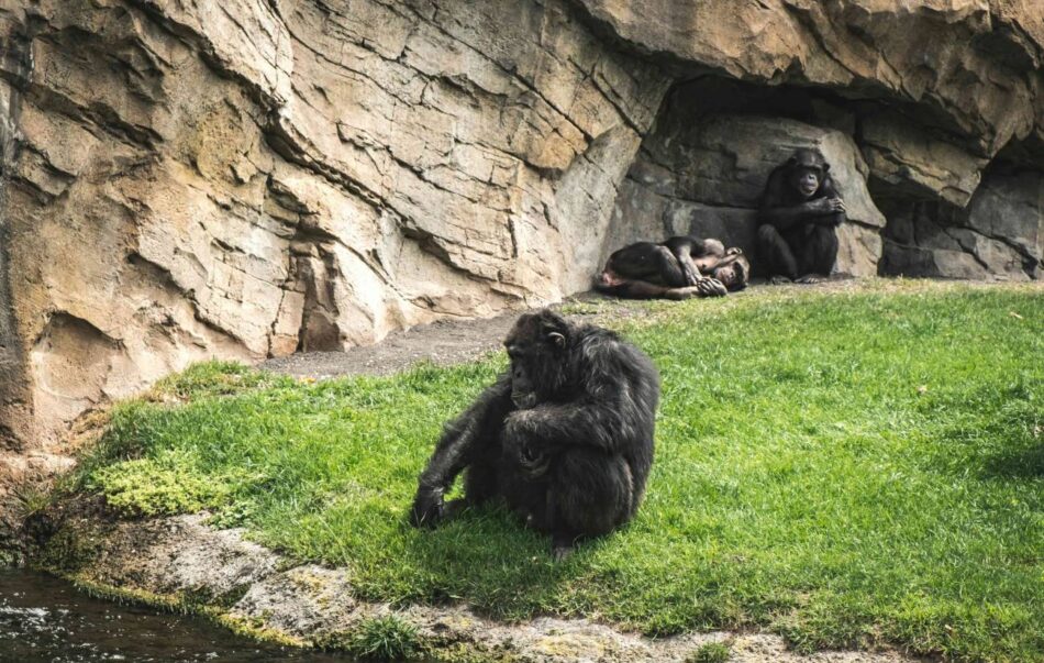 Las relaciones homosexuales entre primates se asocian a factores sociales y ecológicos