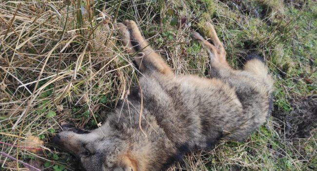 Otro lobo presuntamente envenenado en el parque natural las Ubiñas la Mesa