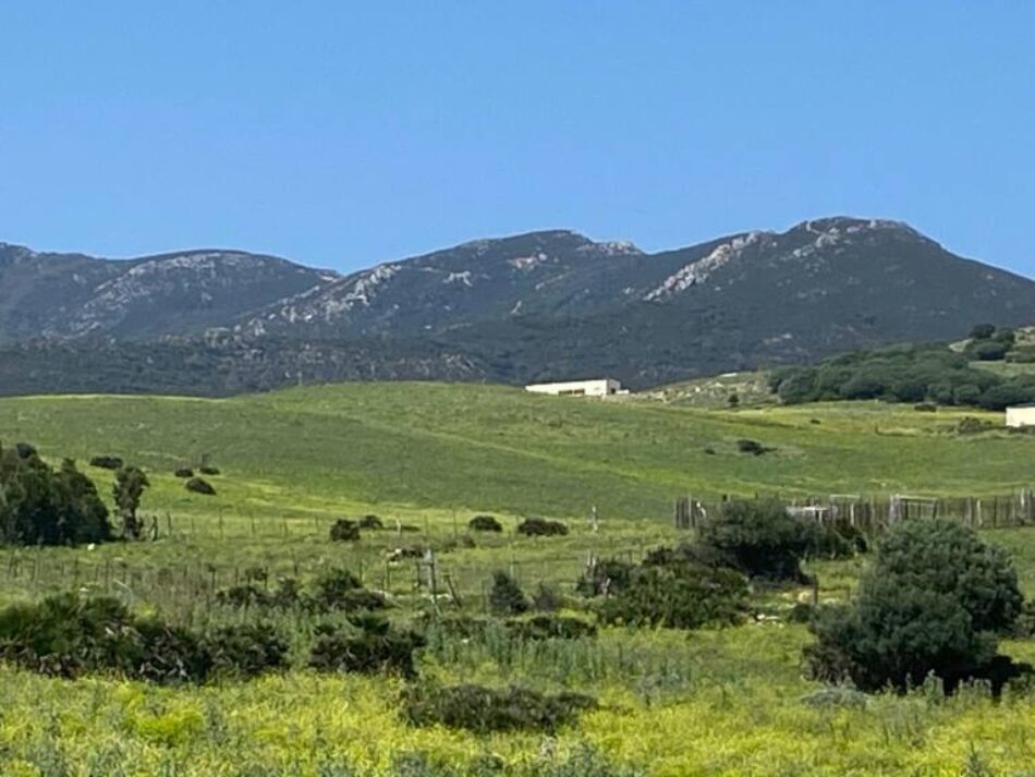 Exigen al Ayuntamiento de Tarifa el cumplimiento inmediato de la sentencia del caso ‘Las Piñas’ y un informe detallado de su ejecución