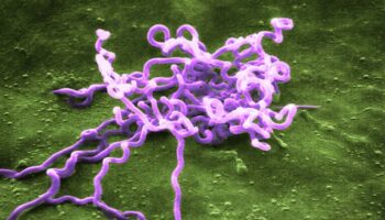 Sífilis: un cazador, una bacteria y el origen profundo de una enfermedad moderna