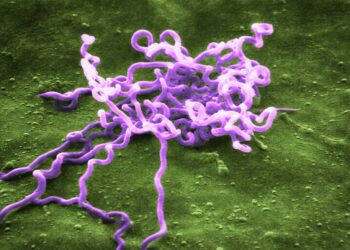 Sífilis: un cazador, una bacteria y el origen profundo de una enfermedad moderna