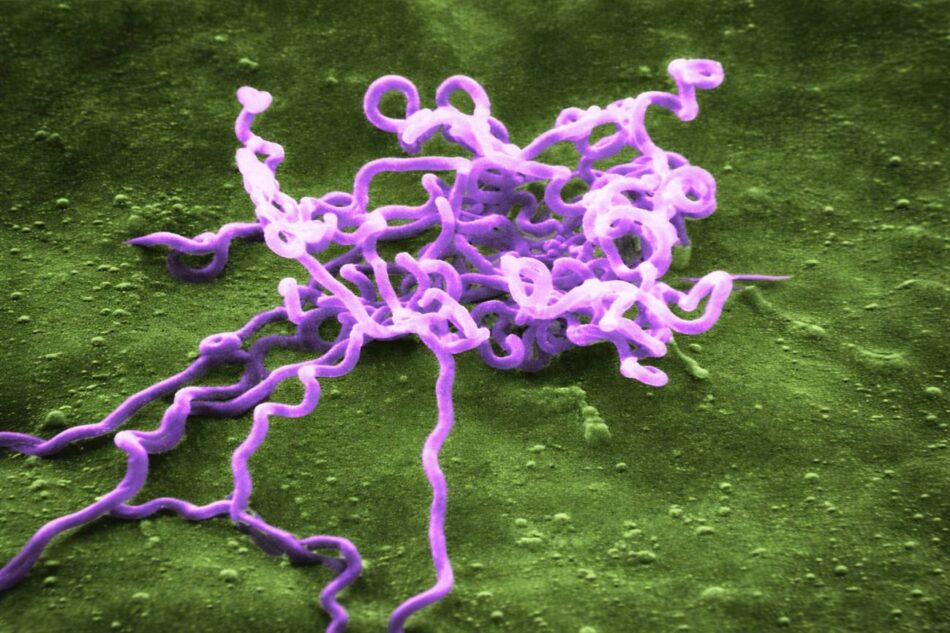 Sífilis: un cazador, una bacteria y el origen profundo de una enfermedad moderna