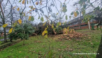 En Gijón siguen talando los grandes árboles que protegen de la contaminación