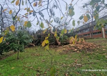En Gijón siguen talando los grandes árboles que protegen de la contaminación