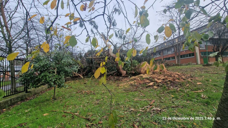 En Gijón siguen talando los grandes árboles que protegen de la contaminación