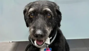 PACMA denuncia la ausencia real de protocolos de emergencia para animales en España tras la agónica búsqueda del perro Boro