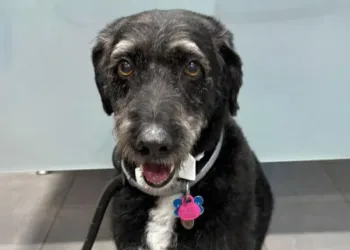 PACMA denuncia la ausencia real de protocolos de emergencia para animales en España tras la agónica búsqueda del perro Boro