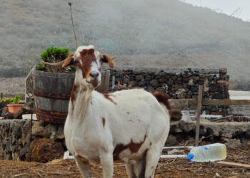 PACMA denuncia años de inacción y «burlas» del Cabildo de El Hierro ante presuntas infracciones contra el bienestar animal