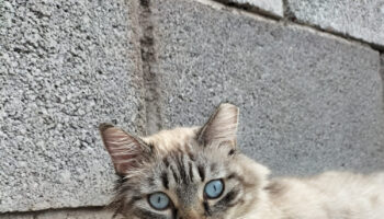 El Partido Animalista impulsa la creación de la primera colonia felina gestionada en la prisión de Tenerife II