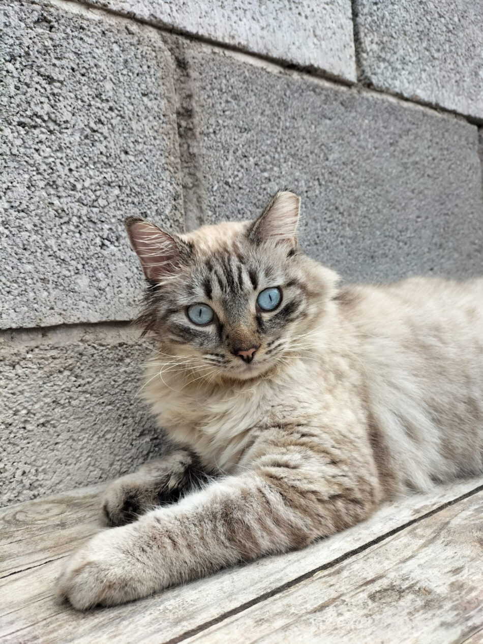 El Partido Animalista impulsa la creación de la primera colonia felina gestionada en la prisión de Tenerife II
