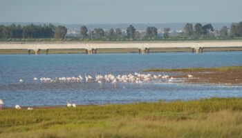 Organizaciones ecologistas y sociales exigen que el Plan Nacional de Restauración ponga a los humedales en el centro y señala las causas de su destrucción