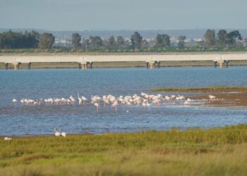 Organizaciones ecologistas y sociales exigen que el Plan Nacional de Restauración ponga a los humedales en el centro y señala las causas de su destrucción