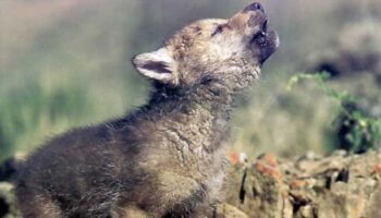 Podemos y Alianza Verde preguntan a Bruselas por la muerte de 16 cachorros de lobo en Cantabria