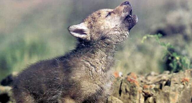 Podemos y Alianza Verde preguntan a Bruselas por la muerte de 16 cachorros de lobo en Cantabria
