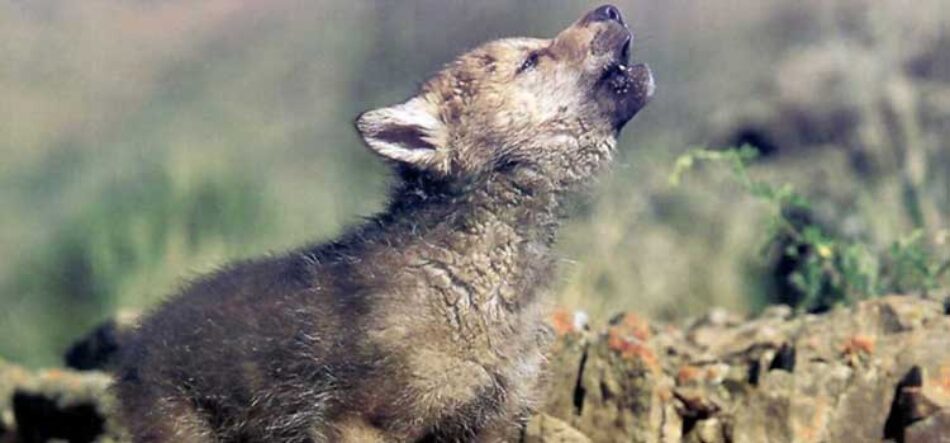 Podemos y Alianza Verde preguntan a Bruselas por la muerte de 16 cachorros de lobo en Cantabria