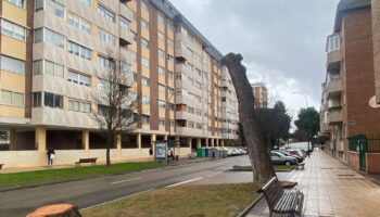 VTLP denuncia una nueva tala de árboles en la ciudad sin información previa a los vecinos