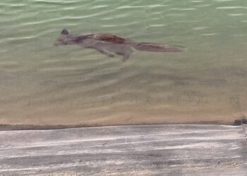 Presentan denuncias por balsa sin medidas de seguridad que provoca la muerte de corzos, jabalíes y zorros en Yecla