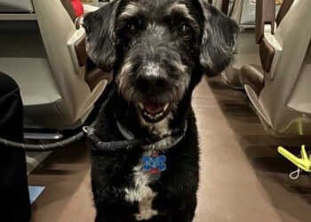 PACMA pide al Ministerio del Interior un permiso excepcional para autorizar el rescate de Boro, el perro perdido en el accidente ferroviario de Córdoba