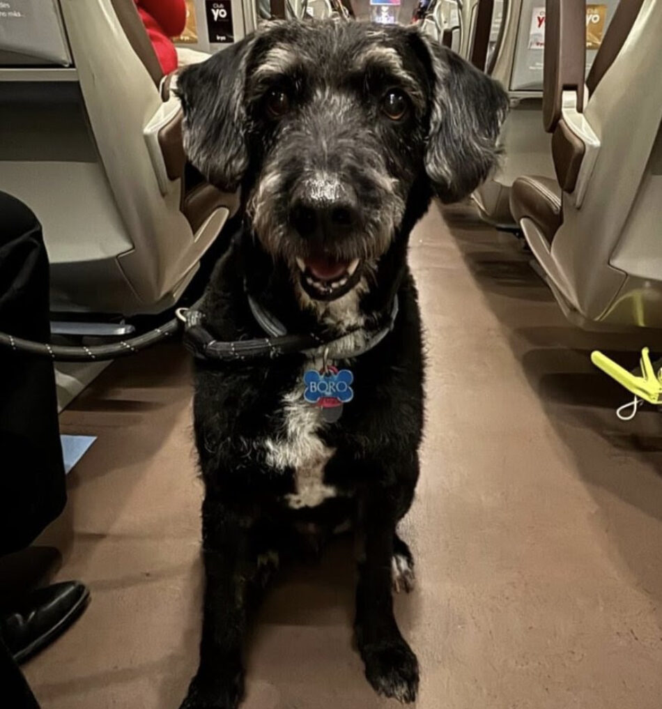 PACMA pide al Ministerio del Interior un permiso excepcional para autorizar el rescate de Boro, el perro perdido en el accidente ferroviario de Córdoba