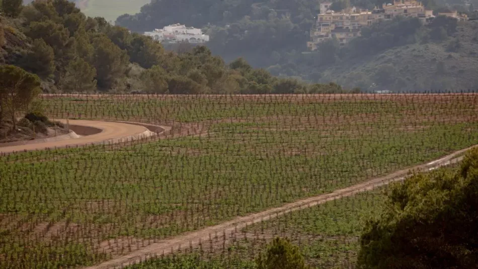 Por Un Mar Vivo y Sos Mar Menor exigen datos, análisis y actuaciones inmediatas ante los indicios de metales pesados en suelos agrícolas de todo Campo de Cartagena
