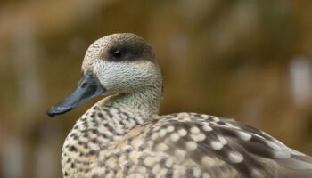 La población de cerceta pardilla refuerza su tendencia ascendente con 172 parejas y 1.427 pollos