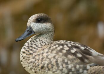 La población de cerceta pardilla refuerza su tendencia ascendente con 172 parejas y 1.427 pollos