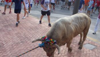 La Plataforma Antitaurina de Alfafar critica la celebración del Bou en corda 