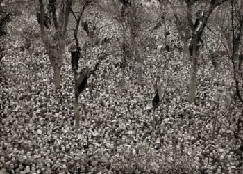 El Frente Popular: Noventa años de una victoria histórica que iba camino de transformar España, abortada por el golpe de Estado fascista y la guerra