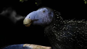 Descubren un dinosaurio herbívoro con una estructura defensiva única