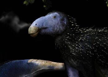 Descubren un dinosaurio herbívoro con una estructura defensiva única