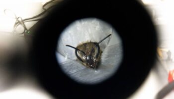 El cerebro de las abejas revela secretos del aprendizaje humano