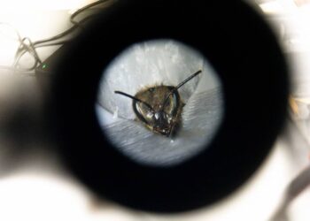 El cerebro de las abejas revela secretos del aprendizaje humano