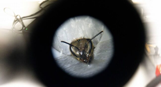El cerebro de las abejas revela secretos del aprendizaje humano