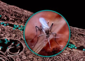 Fenómenos extremos como la sequía favorecen la transmisión del virus del Nilo Occidental