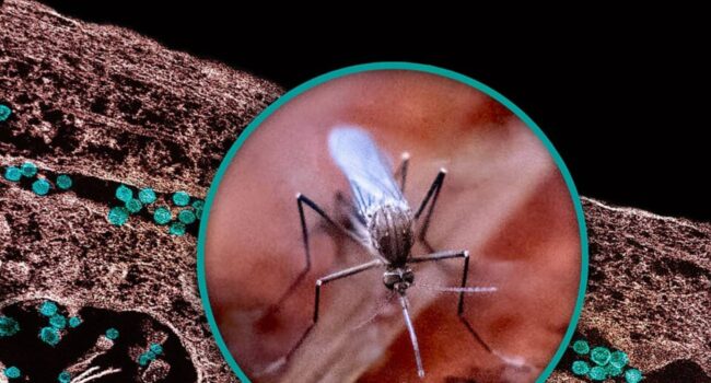 Fenómenos extremos como la sequía favorecen la transmisión del virus del Nilo Occidental