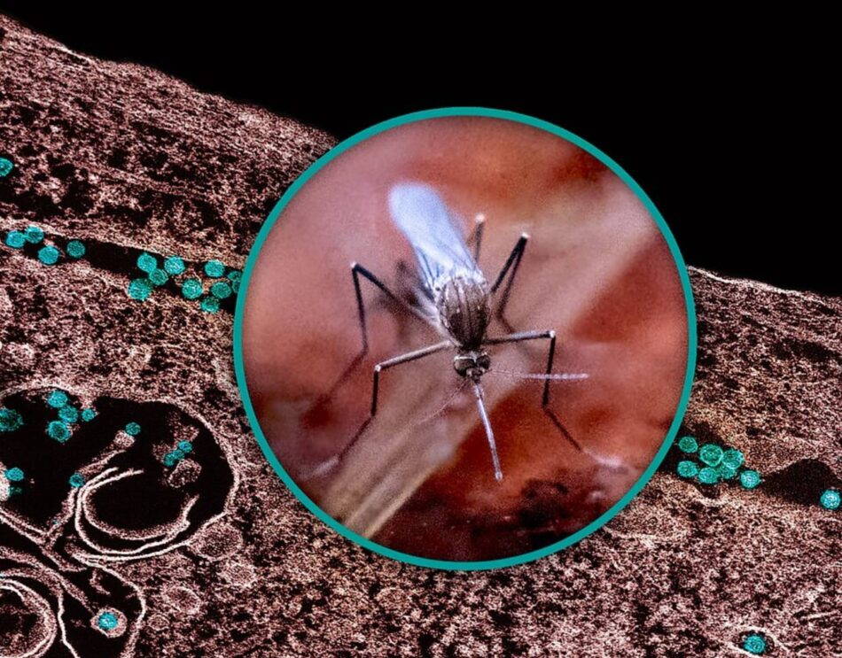 Fenómenos extremos como la sequía favorecen la transmisión del virus del Nilo Occidental