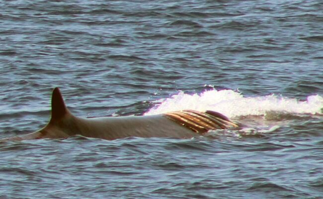 40 años después, las ballenas siguen amenazadas: llamamiento urgente al Gobierno para reforzar su protección y la de sus hábitats