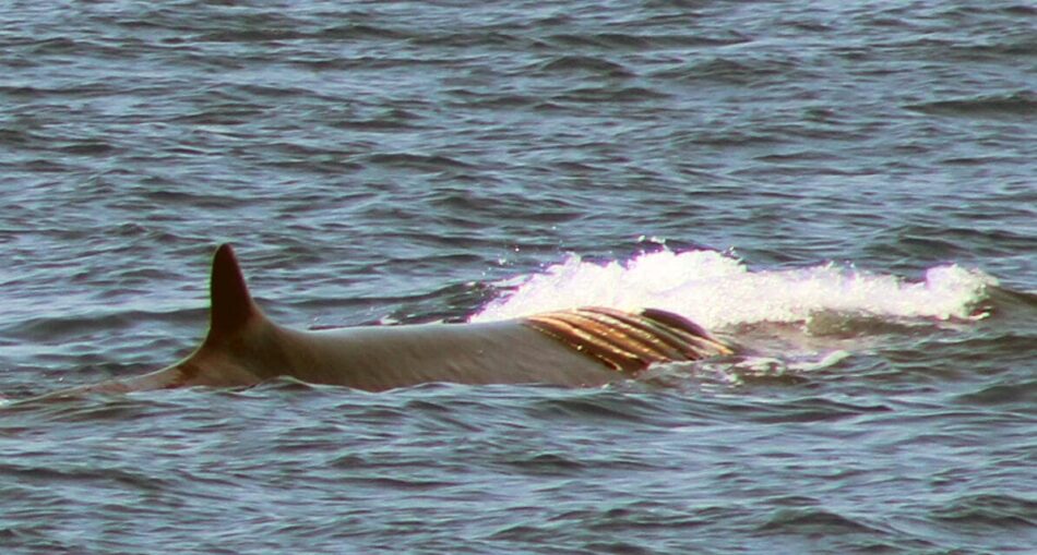 40 años después, las ballenas siguen amenazadas: llamamiento urgente al Gobierno para reforzar su protección y la de sus hábitats