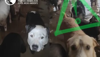 PACMA pide a la Junta de Andalucía que incluya a refugios y santuarios animales en el Plan Territorial de Emergencias