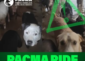 PACMA pide a la Junta de Andalucía que incluya a refugios y santuarios animales en el Plan Territorial de Emergencias