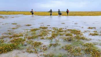 Las lluvias de 2025 dan un respiro a Doñana, pero persisten retos estructurales a largo plazo