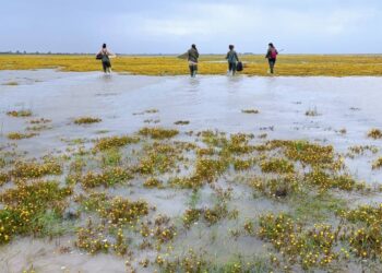 Las lluvias de 2025 dan un respiro a Doñana, pero persisten retos estructurales a largo plazo